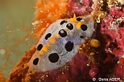 Phyllidia babai-Moga Island Bopa 3-26m-20180529-Denis-ADER-DSC_1904_tn